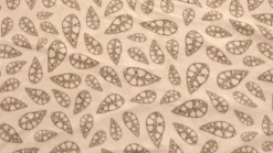 Robens Double Dreamer 5 Fleece Carpet